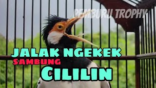 Download lagu Pancingan Jalak Suren Full isian Tengkek Buto sambung cililin - Masteran Jalak Suren Full isian mp3