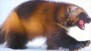 Electric by Luscious Jackson