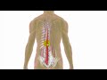 Trigger Points Explained - Multifidus
