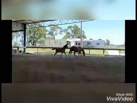 PPS Sonia - Sir Donnerhall/Weltmeyer colt born 6/11/20