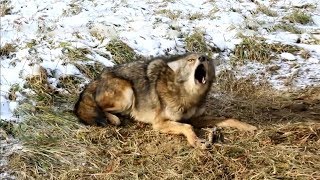 Пресноводной гидре ловить добычу и защищаться от хищников помогают клетки