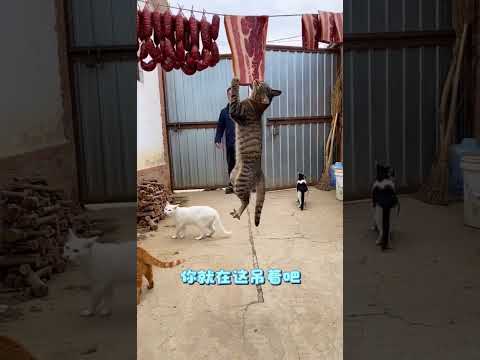 臘肉的誘惑！ #ai創作浪潮計劃 #ai新春遊園會 #貓咪成精 #寵物貓 #鄉村生活日常