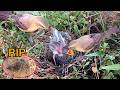 House Sparrow Birds Attack Baby African Pipit Birds To Death