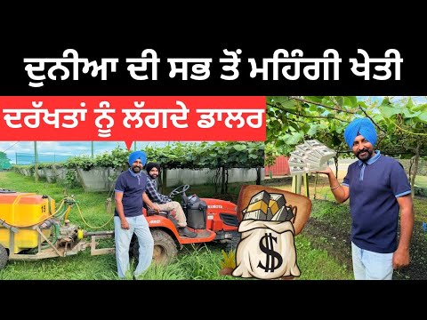 ਦਰੱਖਤਾਂ ਤੋਂ ਡਾਲਰ ਤੋੜਦੇ ਪੰਜਾਬੀ Kiwi  Farm New Zealand | Punjabi Travel Couple | Ripan Khushi