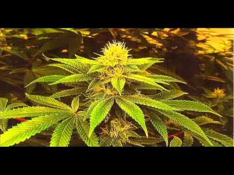 Dubateers & Charlie P - Problem Time ft. Dougie Conscious & King General