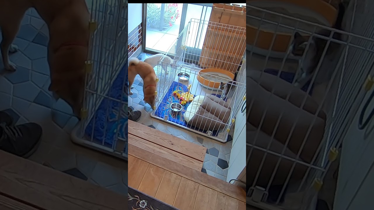 新入りの子猫が生意気そうなので姉御の柴犬を呼んできた先輩猫 #shorts