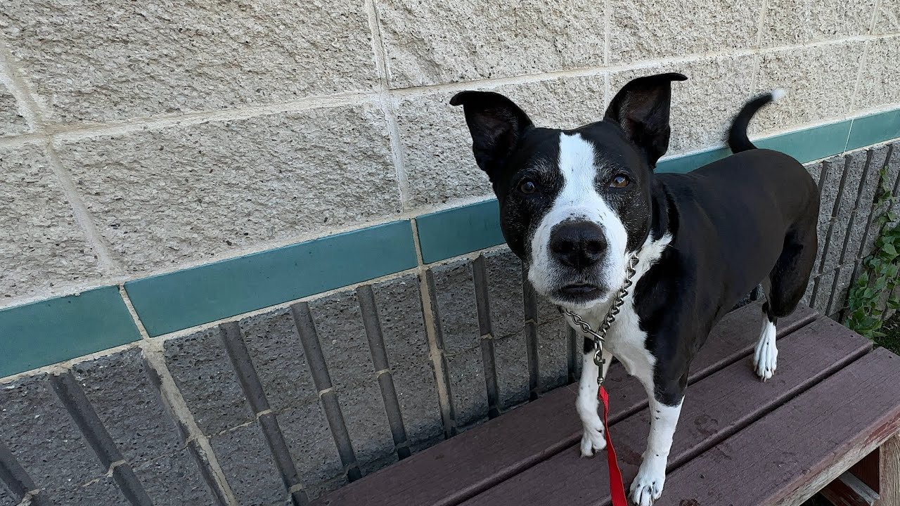 Haddie, an adopted mixed breed in Dublin, CA video 2/6