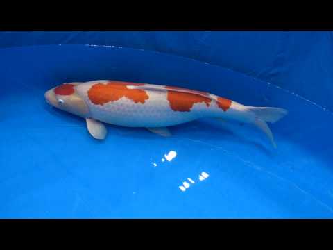 2010 All Japan Grand Champion