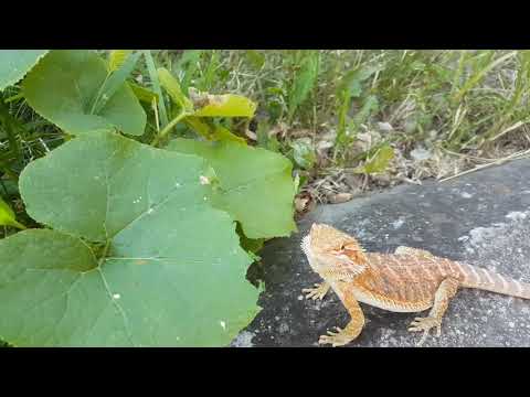 Bradata Agama vs. Tikva