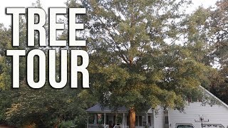 Tree Tour - Flowering and Shade Trees