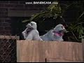 Rocket Classic Sesame Street Pigeon Sisters Gordon Danger Trash Clean Safe Again