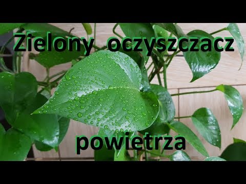 , title : 'Naturalny filtr powietrza w naszym domu. Epipremnum złociste.'