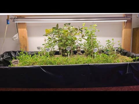 Intro to Our Aquaponics / Sandponics Systems - No Water Changes!