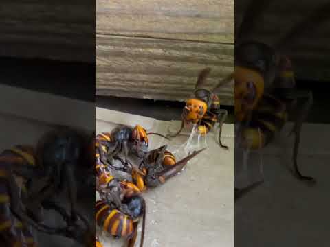 , title : 'Giant hornets are getting stuck in a trap'