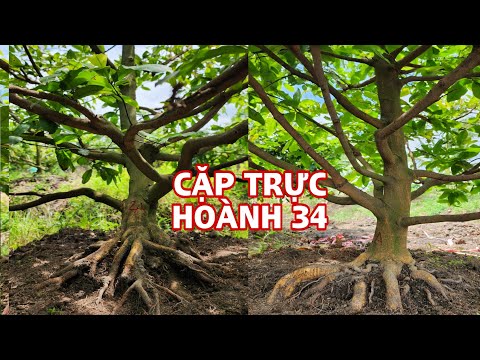 Cặp trực hoành 34 hàng sưu tầm giá 15 triệu  0907813169