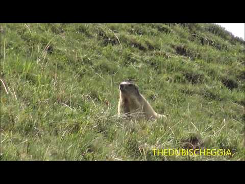 LA MARMOTTA AL COLLE DELLA MADDALENA IN VALLE STURA (CN) DOM. 28 - 7 - 2019