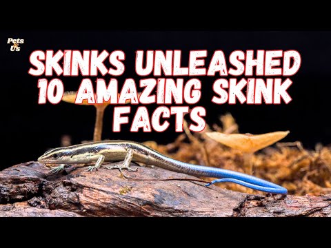 Facts about Skinks🦎 | Skinks Unleashed: 10 Amazing Skink facts | Pets and Us