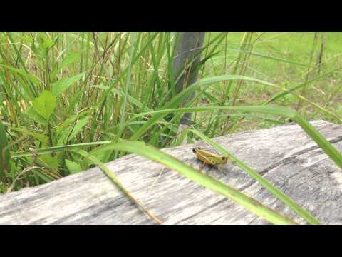 バッタの足は何本ありますか?