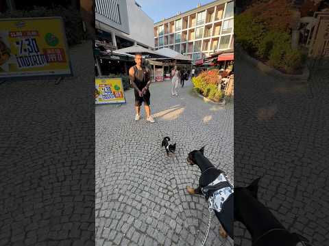 Doberman vs  chivava😱 # #köpek #doberman