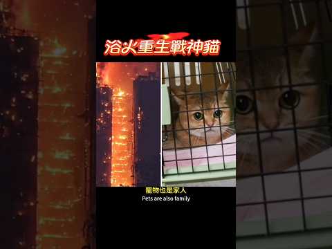 宏福苑大火被獨自困在單位七天，安然無恙，當之無愧的戰神貓 #宏福苑 #宏福苑大火 #貓 #貓咪 #貓貓 #cat #cute #cutecat #catshorts #火災 #香港大火 #五級火警
