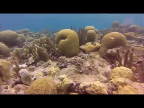 Aruba - Scuba Diving - Commanders Bay Savaneta