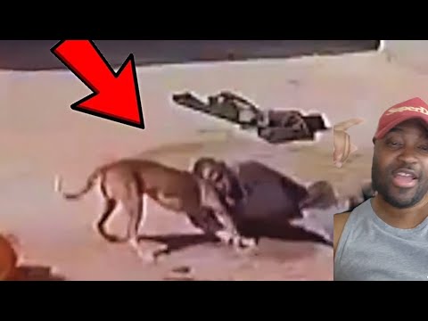 Thieves Disappointed When Encountering Dogs! - Instant Karma | Video Reaction