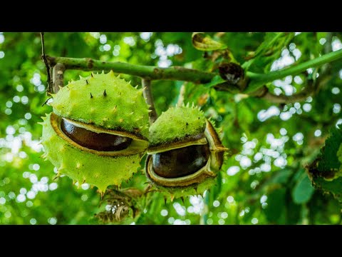 DIVLJI KESTEN lek za PROŠIRENE VENE i HEMOROIDE