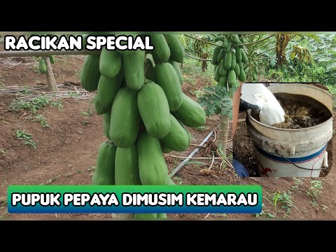 Pemupukan Khusus pepaya Dimusim kemarau Versi Kami