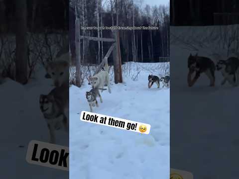 Love seeing how happy these dogs are 🥹❤️ #alaska #sleddogs #mushinglife #shorts