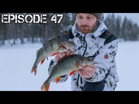 Pilkintää Hossassa 2020 | Isojen ahventen päivä | Erämaiden Kulkijat