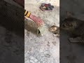 cat eating Mouse #shorts