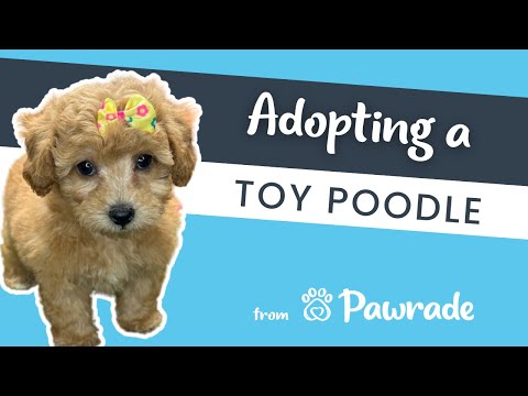 Maggie the Toy Poodle