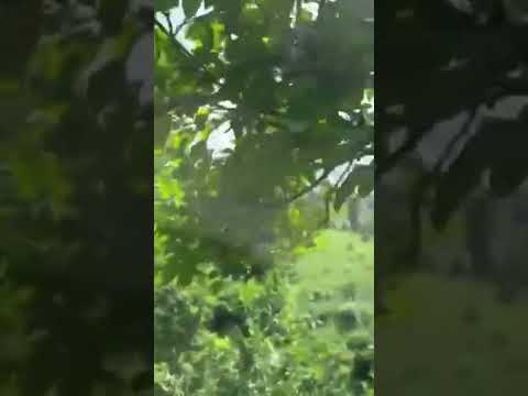 Dhodeni, Bagaicha hotel and lodge Farm update