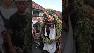 Download lagu ANAK KECIL NYALUKIN BARONG SAAT TRADISI NGELAWANG mp3