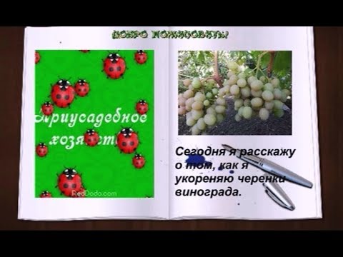 Как укоренить черенки винограда Подготовка черенков к укоренению