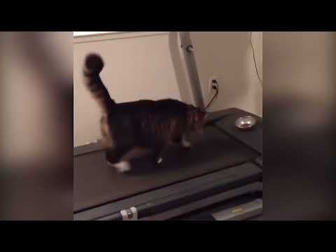 Funny Animals Videos : When You Have a Naughty Cats | Funniest Cat Videos #1