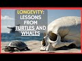 Why Humans Die Young While Whales And Turtles Thrive For Centuries RayMaor Com