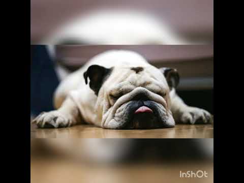 Seleção de Melodia Dj Amilton