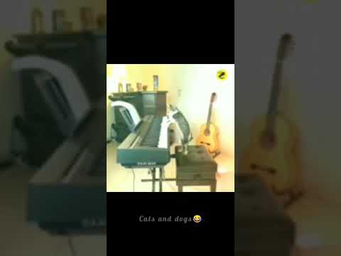 ENJOY ENJAMI 🐈🐕😂 new version ||cat and dog😂 ||funny enjoy enjami🐈🐕