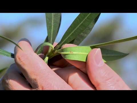 Oleander pflegen | Schildläuse, Spinnmilben, Rußtau bekämpfen