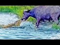 Buffalo Drags Huge Croc Out Of The Water By Its Nose