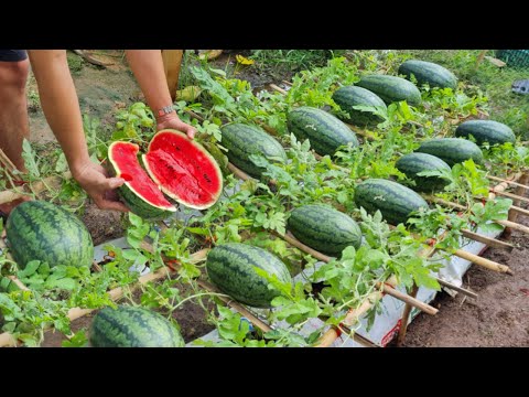You just need to do this way watermelon will be very succulent sweet grow watermelon in pallets