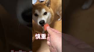柴犬さん、夏を味わう その１【京の柴犬】てんちゃんネル