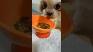 【ASMR】初めての納豆ごはん！美味しくペロリでした〜！【愛犬】　#子犬 #シーズー