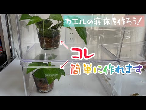 スベリヒユカエル 植物