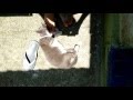 Tuxedo Cat Rubbing And Biting My Foot