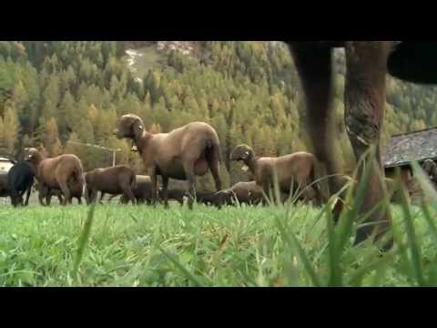 Hoch hinauf bis zu den Gletschern