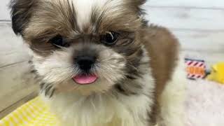 シーズーの動画01