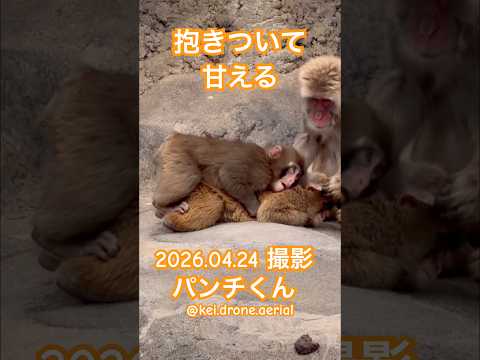 抱きついて甘えるパンチくん【2026.04.24 パンチくん】 #がんばれパンチ #市川市動植物園 #punch