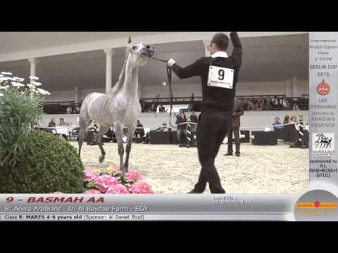 N.9 BASMAH AA - Berlin Cup S-Show Werder 2015 - Mares 4-6 years old (Class 9)